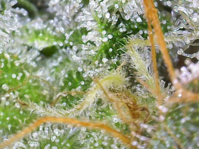 Growreport Bild 7