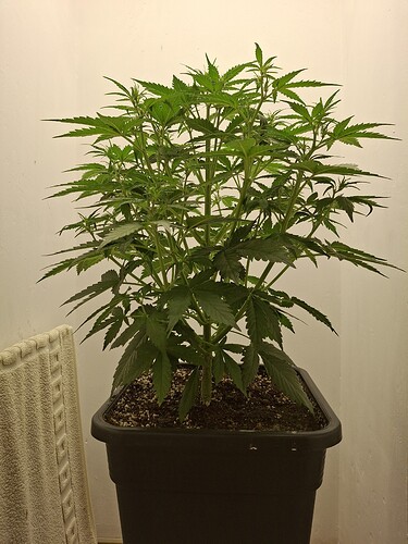 Growreport Bild 79