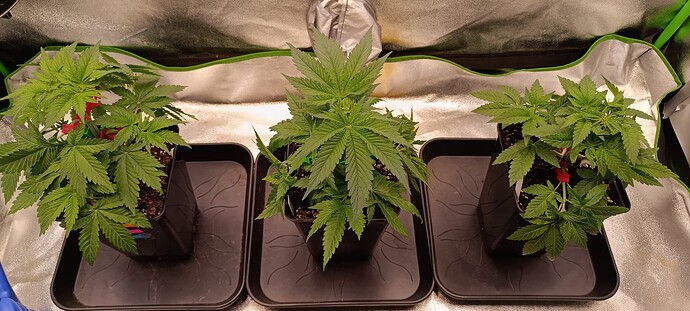 Growreport Bild 13