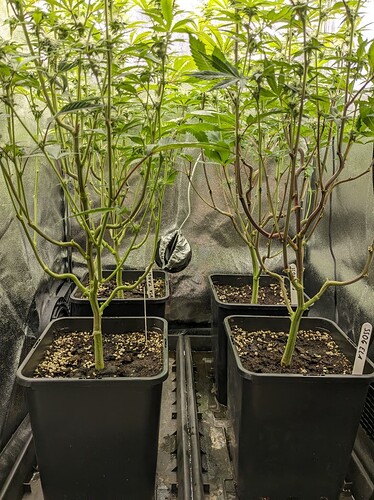 PXL_20240609_160116064