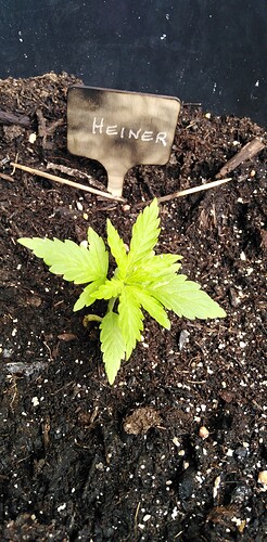 1745059233180210318795884916166