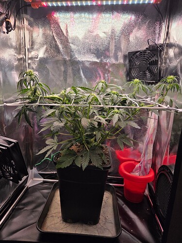 Growreport Bild 1