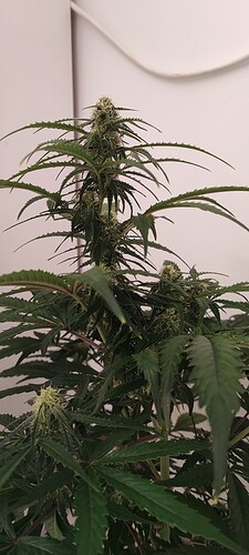 Growreport Bild 4