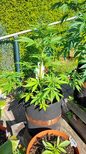 Growreport Bild 11