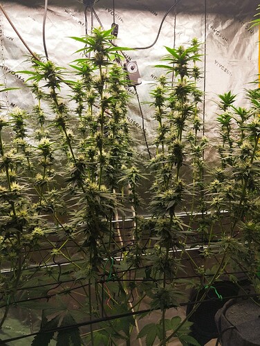 Growreport Bild 3