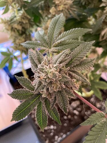 Growreport Bild 4