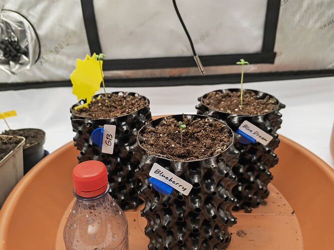 Growreport Bild 11
