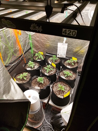 Acht junge Cannabispflanzen in Vlies-Töpfen unter einer LED-Wachstumslampe in einem Zelt. Ein Luftbefeuchter ist im Vordergrund zu sehen.