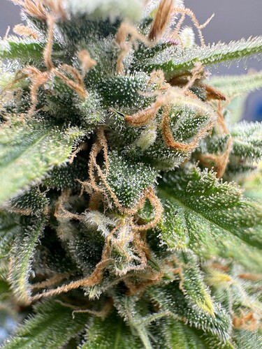 Growreport Bild 2