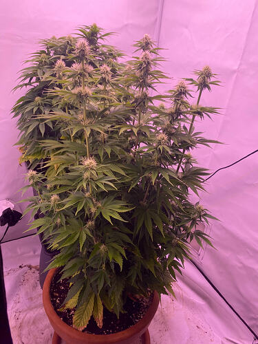 Growreport Bild 1