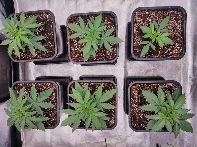 Growreport Bild 2
