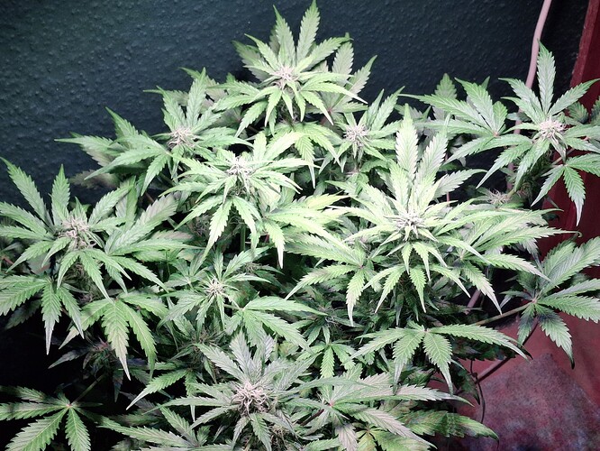 Growreport Bild 5
