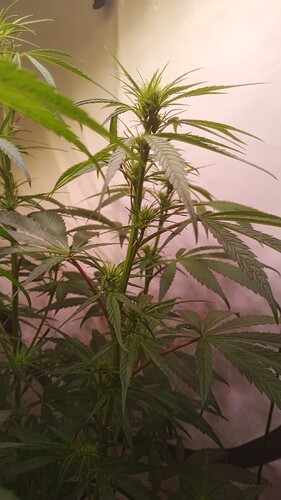 Growreport Bild 8