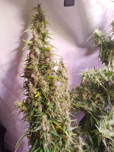 Growreport Bild 21