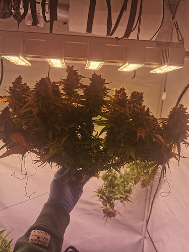 Growreport Bild 3