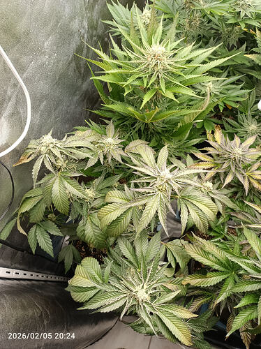 Growreport Bild 9