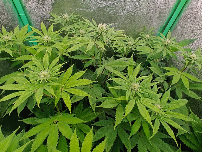 Growreport Bild 4