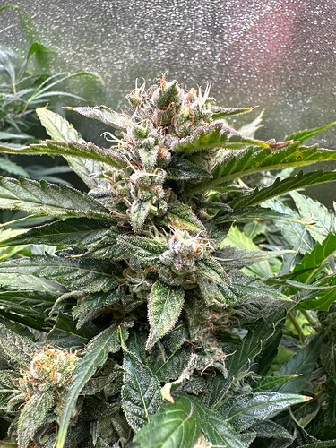 Growreport Bild 33
