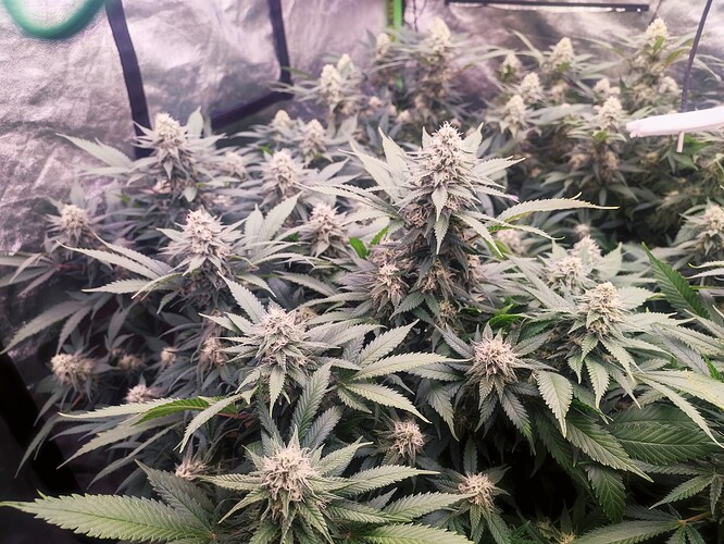 Growreport Bild 32