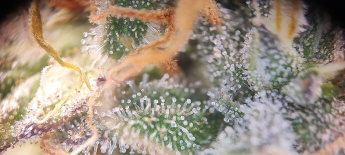 Growreport Bild 3