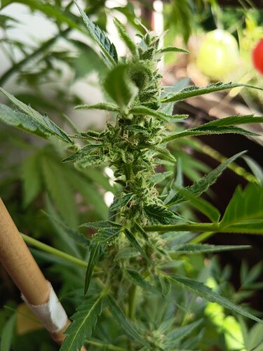 Growreport Bild 15