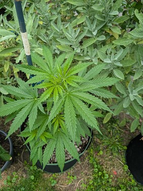 PXL_20250706_053208811