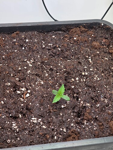 Growreport Bild 7