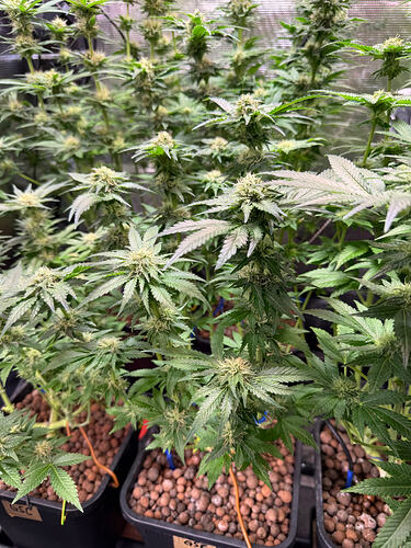 Growreport Bild 27
