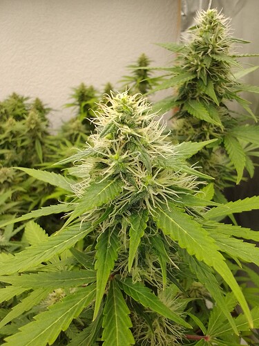 Growreport Bild 3