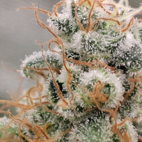 Growreport Bild 93