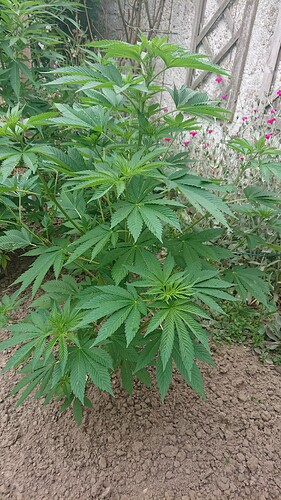 Growreport Bild 6