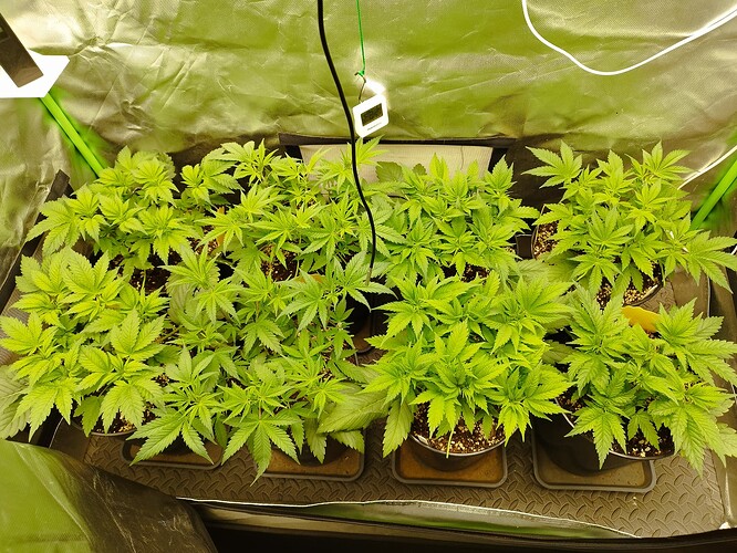 Growreport Bild 1