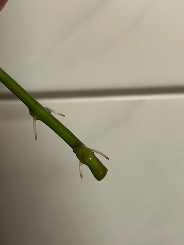 Growreport Bild 6