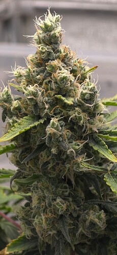 Growreport Bild 2