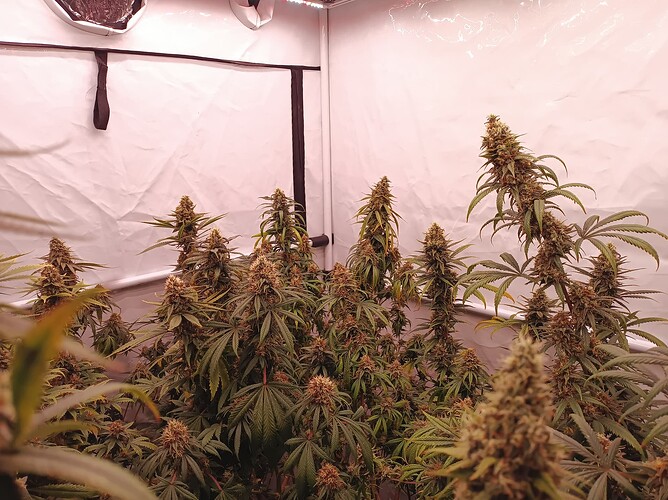 Growreport Bild 4
