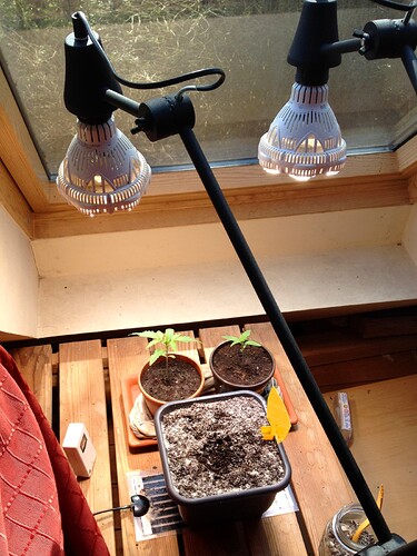 Drei Cannabis-Sämlinge in Töpfen unter zwei LED-Pflanzenlampen an einem Fenster.