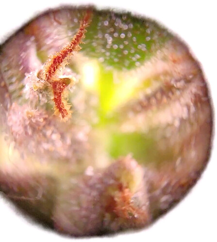 Growreport Bild 4