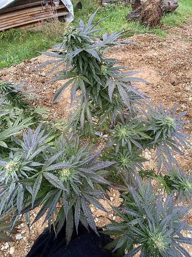Growreport Bild 4