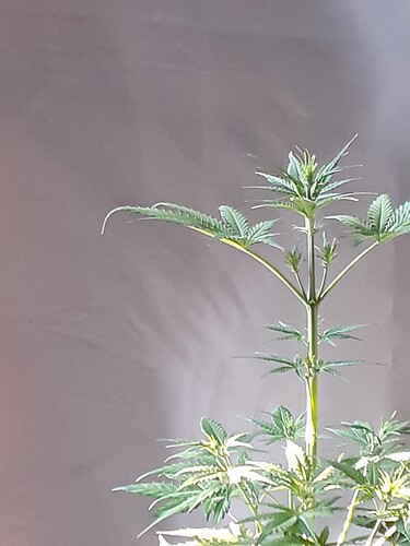 Growreport Bild 147