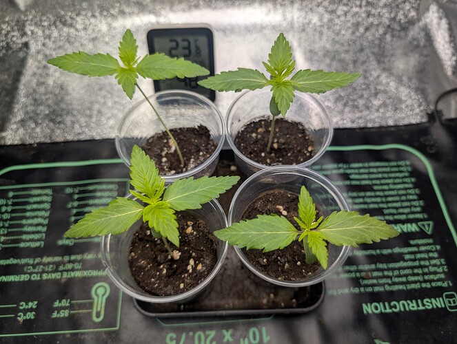 PXL_20250303_170205567.RAW-01.COVER