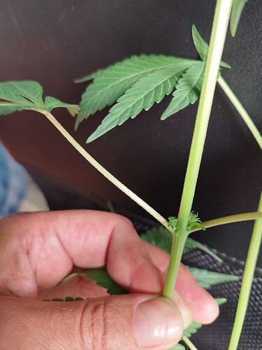 Nahaufnahme einer jungen Cannabispflanze mit einem Finger, der einen Trieb berührt, um das Wachstum zu zeigen.