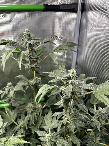 Growreport Bild 68