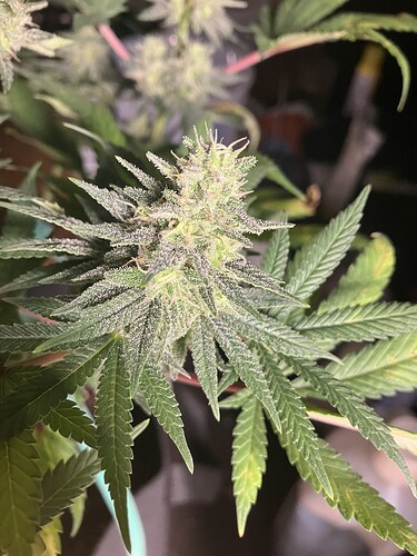 Growreport Bild 6