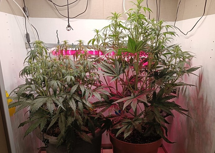 Growreport Bild 3