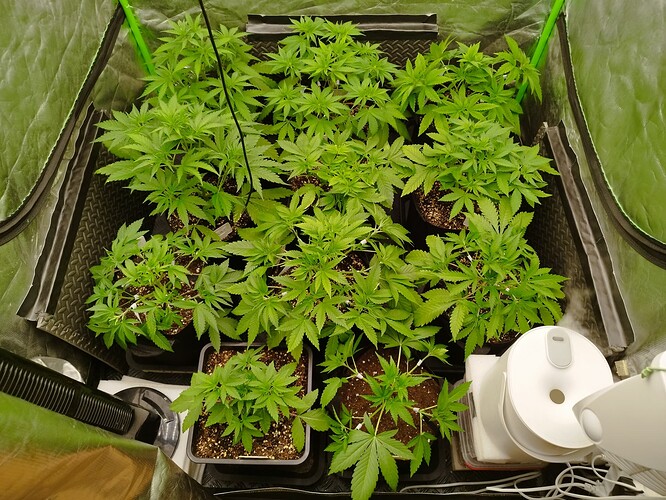 Mehrere junge Cannabispflanzen in Töpfen stehen in einem Zelt. Die Pflanzen sind grün und zeigen Anzeichen von Wachstum.