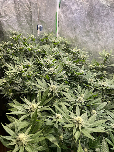 Growreport Bild 3