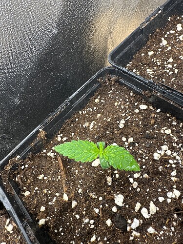 Growreport Bild 66