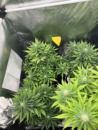 Growreport Bild 3
