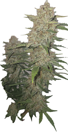 Growreport Bild 10