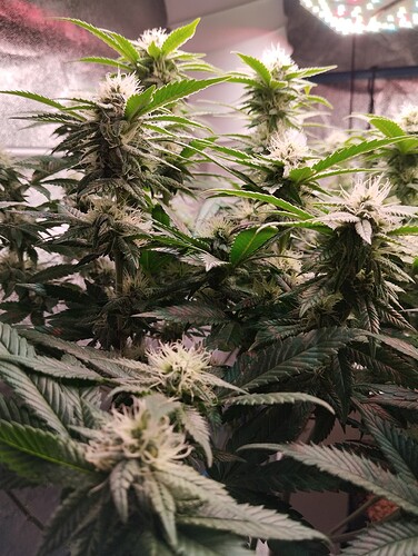 IMG_20250207_205016 - Kopie